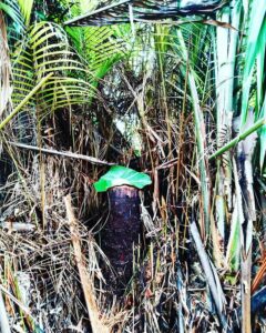 Sagu basah yang ditaruh di batang pohon itu dipersembahkan untuk yang menanam pohon sagu sebelumnya (foto: I Ngurah Suryawan)