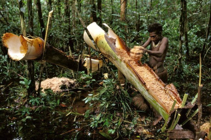 Masyarakat adat Korowai. Foto dari https://blog.topindonesiaholidays.com/