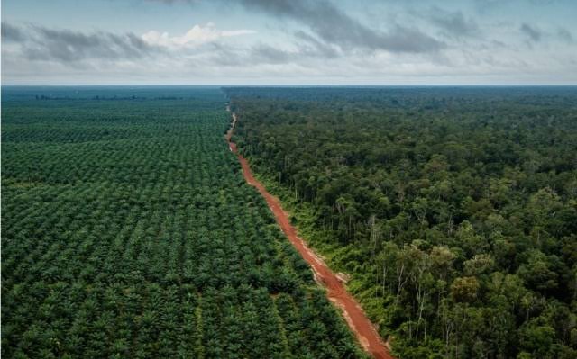 Hutan Papua yang dieksploitasi oleh perusahan Sawit. Foto: jubi.co.id