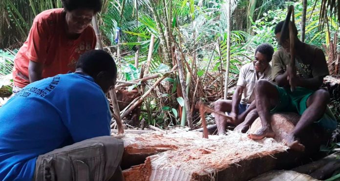 Masyarakat adat Tabi, Mamta saat tokok sagu. Foto dari mongabay.co.id