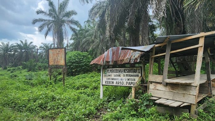 Bekas kebun sawit milik PT Perkebunan Nusantara II di Keerom, Papua. Foto dari suarapapua.com